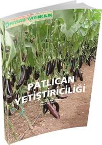 Patlıcan Yetiştiriciliği