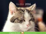 2016 Kitapyurdu Masa Takvimi (Kediler)