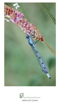 Böcekçiler Çarşısı