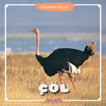 Çöl / Hayvanlar Dünyası 