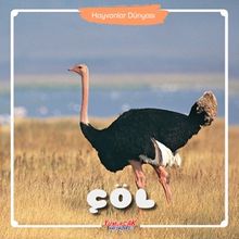 Çöl / Hayvanlar Dünyası 