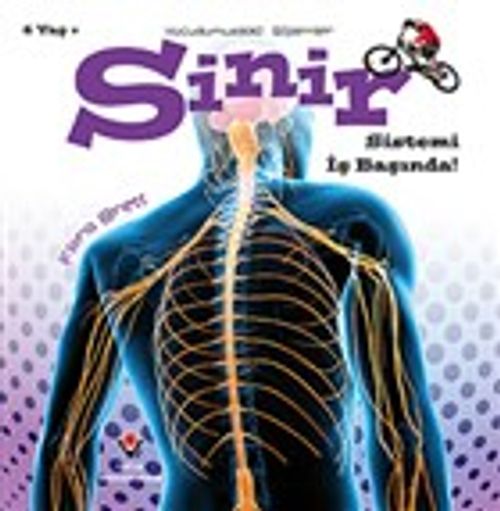 Sinir Sistemi İş Başında! - Vücudumuzdaki Sistemler