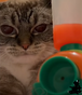 Mimemot2