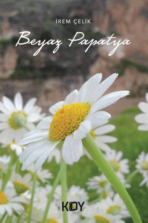 Beyaz Papatya