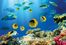 Tropikal Balıklar Ahşap Puzzle 1000 Parça (HV05-M)</span>