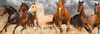 Çöl Atları Ahşap Puzzle 300 Parça (HV04-CCC)