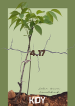 4.17 
