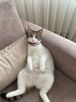 mermaid wings 