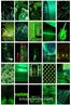 Neon Yeşil Temalı 99 Adet Duvar Poster - Kolaj Seti Oda Dekoru (GGK-K043)</span>