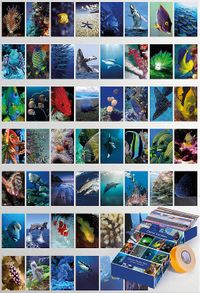 Deniz Canlıları Temalı 54 Adet Duvar Poster Seti Oda Dekoru