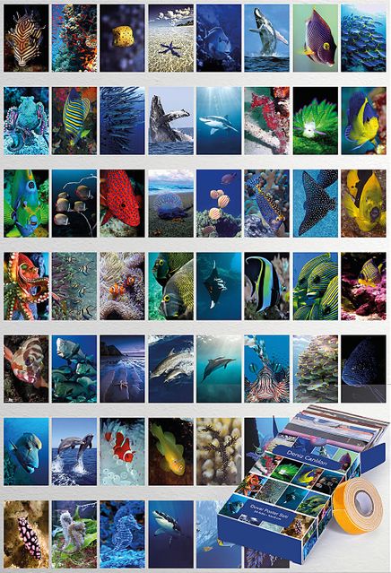 Deniz Canlıları Temalı 54 Adet Duvar Poster Seti Oda Dekoru