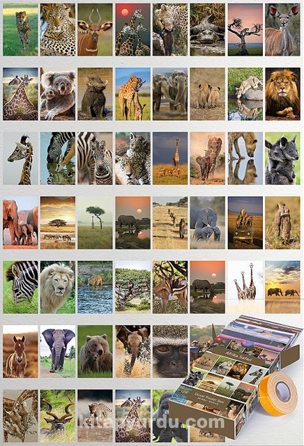 Afrika Safari Temalı 54 Adet Duvar Poster Seti Oda Dekoru (GGK-K090)