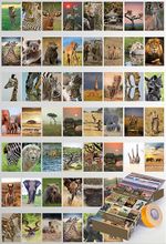Afrika Safari Temalı 54 Adet Duvar Poster Seti Oda Dekoru