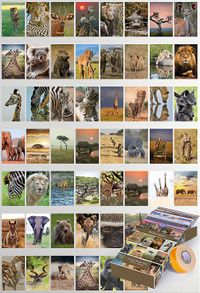 Afrika Safari Temalı 54 Adet Duvar Poster Seti Oda Dekoru