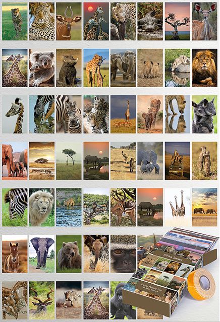 Afrika Safari Temalı 54 Adet Duvar Poster Seti Oda Dekoru