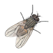 karaltan
