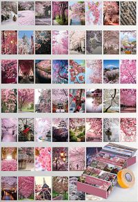 Japon Kiraz Ağacı Temalı 54 Adet Duvar Poster Seti Oda Dekoru