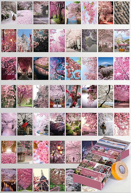 Japon Kiraz Ağacı Temalı 54 Adet Duvar Poster Seti Oda Dekoru