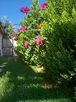 selda_k