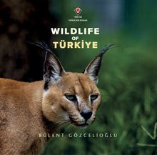 Wildlife Of Türkiye