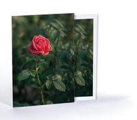 Gül, Özel Tasarım Kılıflı A4 Poster