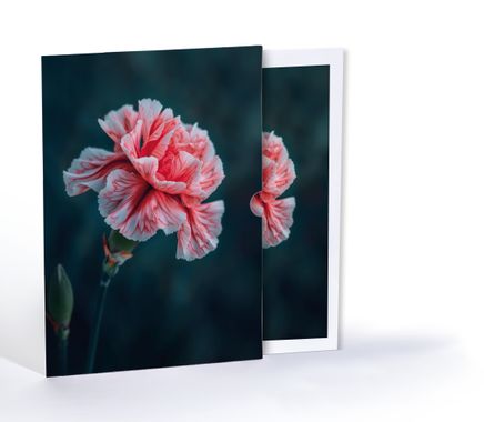 Karanfil, Özel Tasarım Kılıflı A4 Poster