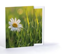 Papatya, Özel Tasarım Kılıflı A4 Poster