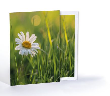 Papatya, Özel Tasarım Kılıflı A4 Poster