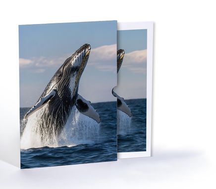 Balinanın Dansı, Özel Tasarım Kılıflı A4 Poster