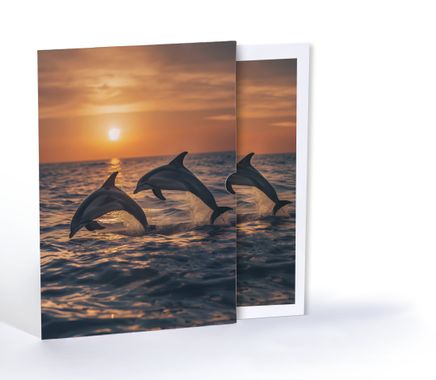 Gün Batımındaki Yunusların Dansı, Özel Tasarım Kılıflı A4 Poster