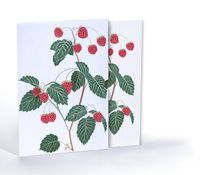 Ahududu Çizimi, A4 Poster (GGK-PT001)