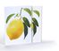 Limon Çizimi, A4 Poster (GGK-PT008) 