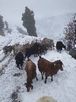 AFRİKALI