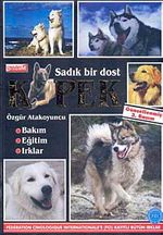Sadık Bir Dost Köpek