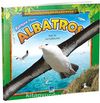 Muhteşem Planör Albatros / Hayvanların Gizemli Dünyası -7