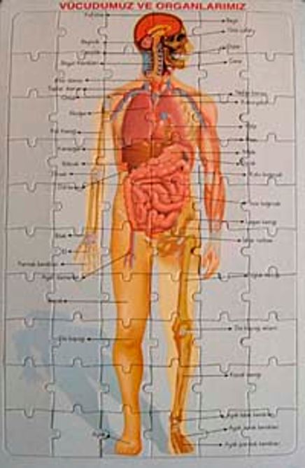 Vücudumuz ve Organlarımız Yapboz