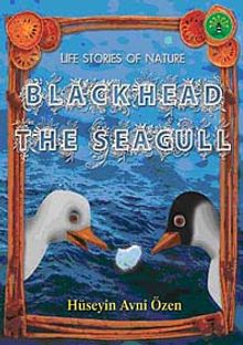 Black Head the Seagull