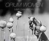 Opium Women ( Haşhaş Kadınları)