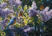 Bahar Faslı 500 Parça (34x48-Kod:3522)