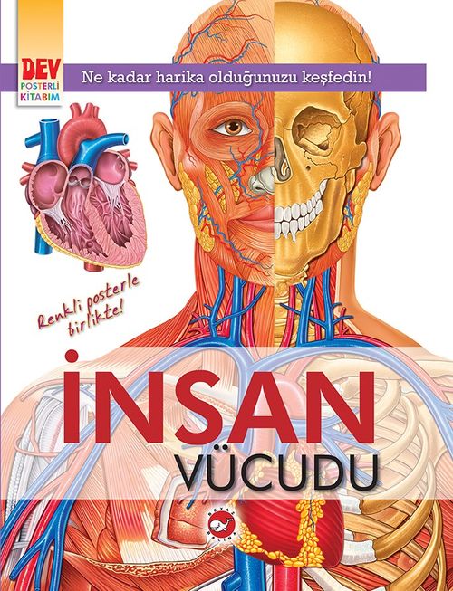 İnsan Vücudu (Dev Poster Ekli)