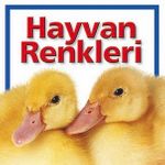 Hayvan Renkleri