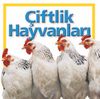 &Ccedil;iftlik Hayvanları