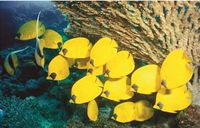 Masa Altında Kelebekler 1000 Parça Puzzle (Kod:40924)