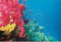 Mercan Bahçesi 1000 Parça Puzzle (Kod:40919)