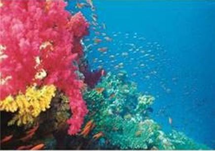 Mercan Bahçesi 1000 Parça Puzzle (Kod:40919)