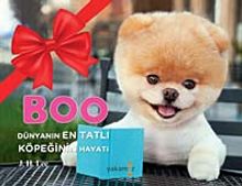 Boo & Dünyanın En Tatlı Köpeğinin Hayatı