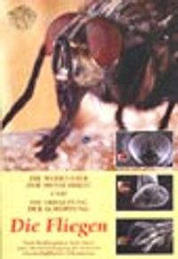 Die Fliegen (Sinek Risalesi) (Almanca)