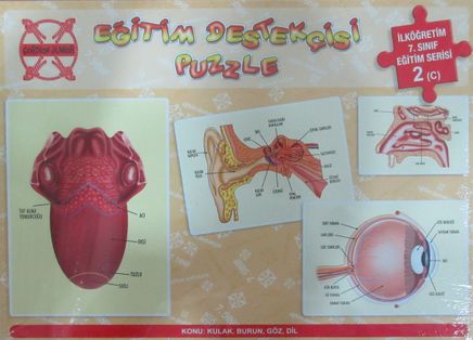 Eğitim Destekçisi Puzzle - İlköğretim 7. Sınıf Eğitim Serisi 2 (C) / Konu: Kulak, Burun, Göz, Dil