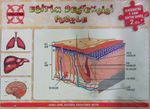 Eğitim Destekçisi Puzzle - İlköğretim 7. Sınıf Eğitim Serisi 2 (D) / Konu: Deri, Akciğer, Karaciğer, Beyin
