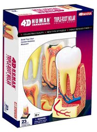 Üç Köklü Azı Dişi Maketi